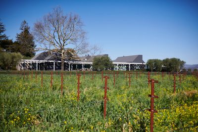 Bosco Sodi, Untitled (2015–2019). Clay cubes. Installation view: Bella Oaks Vineyard.