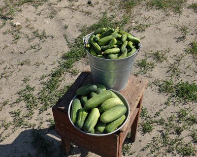 Stephen Shore,