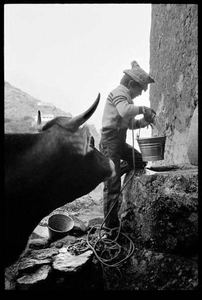 Ornella Tondini, Stefanino e il toro (1978).