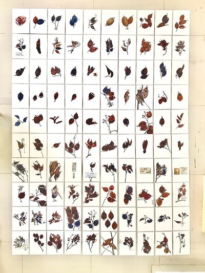 Aliansyah Caniago, Barus Expedition #1: Kew Garden Specimens (2022). Watercolour on paper. 100 pieces, A5 each.