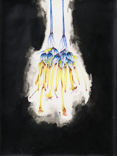 Grace Schwindt, Deppea Splendens (2023). Watercolour, ink and pencil on paper. 61 x 45.6 cm.