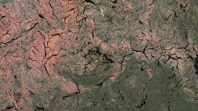 Tania Pérez Córdova, Sunning (2017). Petrified earth dried in the sun, cigarette ash, make up. 99.1 x 69.9 x 2.9 cm.