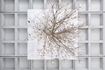 Henrik Håkansson，《Inverted Tree（Reflected）》（2018）。杜英，钢，镜面玻璃，不锈钢，钢丝，木板，湿度计，浇灌系统，喷雾系统。尺寸可变。展览现场：第十一届台北双年展："后自然：美术馆作为一个生态系统"，台北市立美术馆（2018年11月17日至2019年3月10日）。图片提供：© 艺术家及台北市立美术馆。