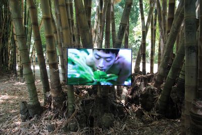 Zheng Bo, Pteridophilia 2 (2018). Video. Exhibition view: The Planetary Garden. Cultivating Coexistence, Manifesta 12, Palermo (16 June–4 November 2018). Courtesy the artist and Manifesta 12. Photo: Wolfgang Träger.