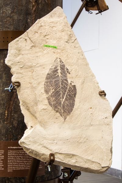 A segment of fossil with a leaf in it is placed upon a pole in the gallery space.