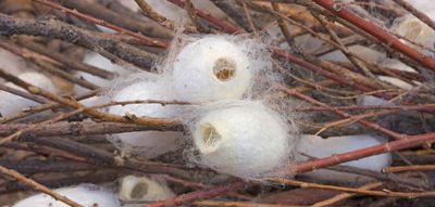 A close-up shot of silkworm cocoons are open at the end, showing that the moth has left the cocoon.