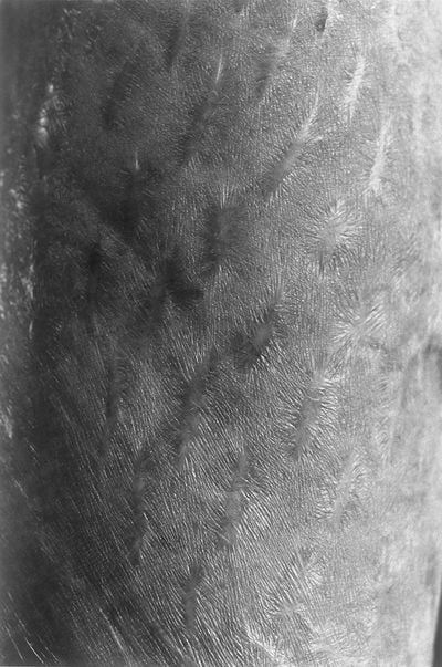 The surface of aged, delicate skin is photographed up close in black and white by Miyako Ishiuchi.