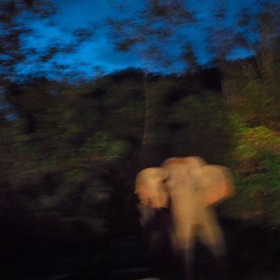Blurred print showing an elephant running at night. 