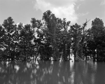 Dawoud Bey, Mississippi River and Trees (2019). Gelatin silver print. 124.5 x 152.4 x 5.1 cm. Edition of 6 + 2 APs.