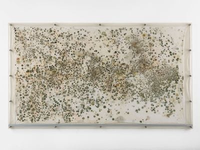 Gala Porras-Kim, Mould extraction (2022). Propagated spores from the British Museum and potato dextrose agar on muslin. 172 x 300.5 cm. Exhibition view: Out of an instance of expiration comes a perennial showing, Gasworks, London (27 January–27 March 2022).