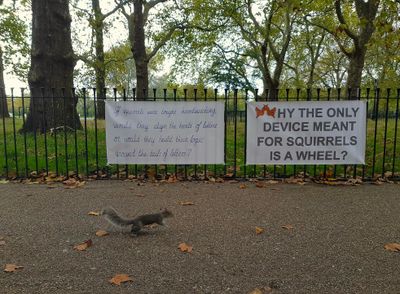 Exhibition view: Kristaps Ancāns, Two questions about squirrels, Speakers' Corner, London (2020).