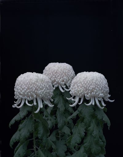 Tomoko Yoneda, Chrysanthemums, from the series 'Cumulus' (2011).
