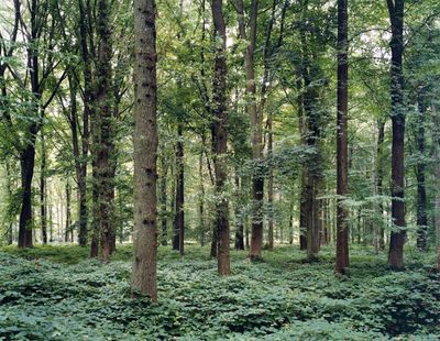 Tomoko Yoneda, Forest—Location of the Battle of Somme, Delville Wood, France, from the series 'Scene' (2002).