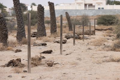 Hauptmeier | Recker, Palms of Speculative Memories (2025). Commissioned by Sharjah Art Foundation. Produced as part of the Farm Project.