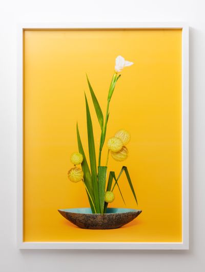 Ann Shelton, The Super Model, Iris (Iridaceae sp.) (2020). Exhibition view: Ann Shelton, A Lovers' Herbal, PHOTO OP., Auckland (5–26 November 2022).