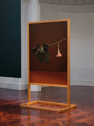 Ann Shelton, On certain days or nights she anoints a staff and rides (Brugmansia, Angels Trumpet, snowy angel's trumpet, angel's tears, Datura [misleading]) (2022–ongoing). Pigment print, handmade cedar stand.
