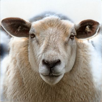 Hirofumi Katayama, sheep 0111 (2023). ©︎ Hirofumi Katayama.