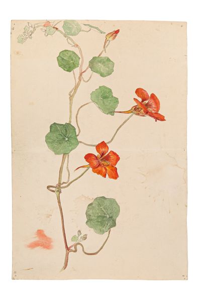 Hilma af Klint, Botanical Drawing (c.1890).
