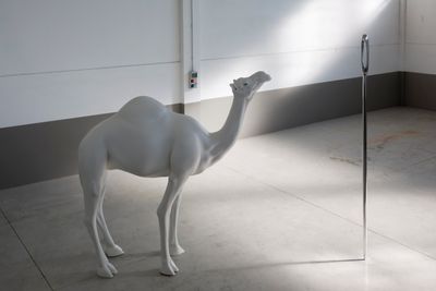 John Baldessari, Camel (Albino) Contemplating Needle (Large) (2013). Fibreglass, aluminium, stainless steel, acrylic and paint, edition of 3. Camel: 271.7 x 81.2 x 269.2 cm. Needle: 320 x 13 x 13 cm. Courtesy Beyer Projects.