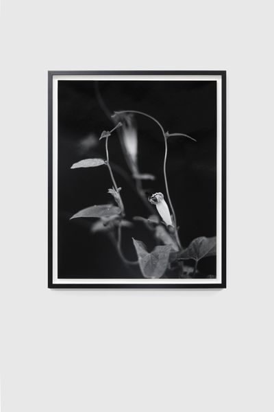 Taro Masushio, Asagao 7 (2020). Silver gelatin type LE/ selenium toned print. 69.4 x 57 x 2.6 cm. Edition 1 of 3 + 2 AP.