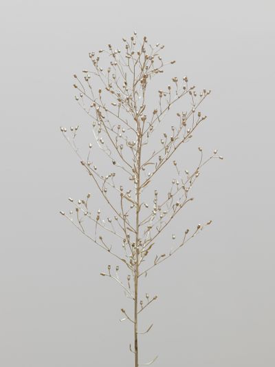 A spindly silver branch of a plant is photographed up close in the gallery space.