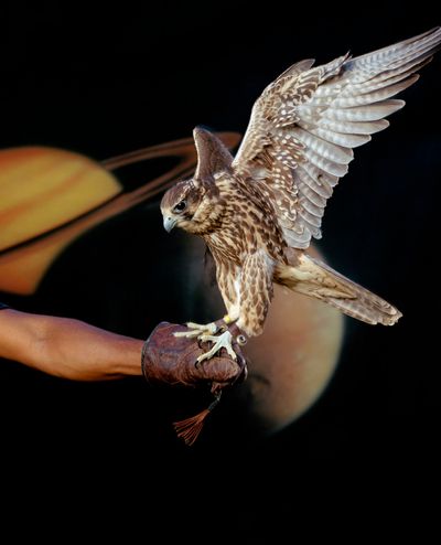 Awol Erizku, Falcon (wings) (2022). Duratrans on lightbox. 154.5 x 125.2 cm. Edition of 3 + 2 AP. © Awol Erizku.