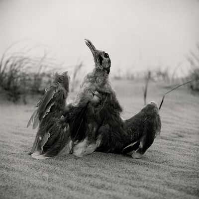 Peter Hujar, Dead Gull (1985).