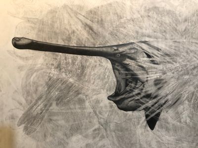 Lucienne Rickard's partially erased graphite on paper illustration of the extinct Chinese paddlefish, which grew up to 7m long.