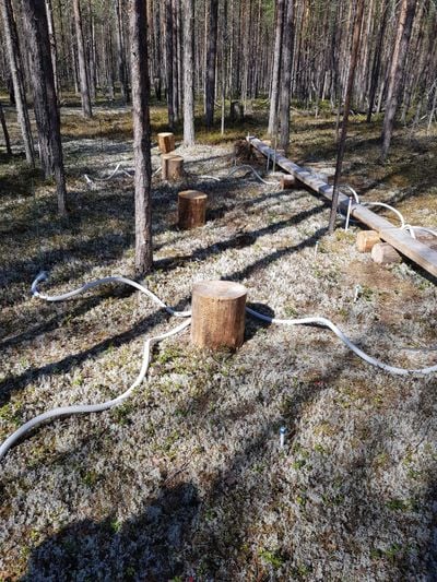 Art Project Captures Sights and Sounds of Climate Change in a Finnish Forest