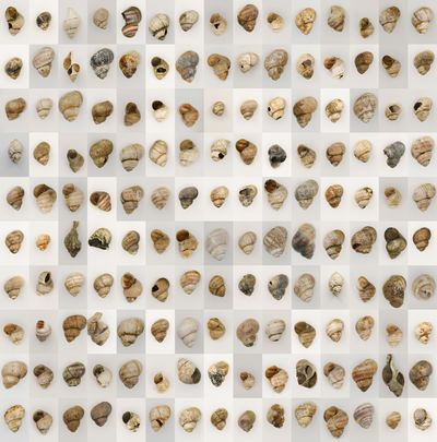 Anna Ridler, The Shell Record (2021). Computer-generated images of shells.