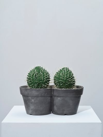 Trevor Yeung, Cactus in twin pots (12.5 & 12.8cm) (2022). Blowfish, clay pot, and sand. 23 x 30 x 18 cm.