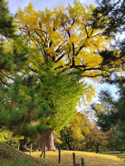 Ginkgo biloba trees in Kyoto Gyoen National Garden during Art Collaboration Kyoto 2022.