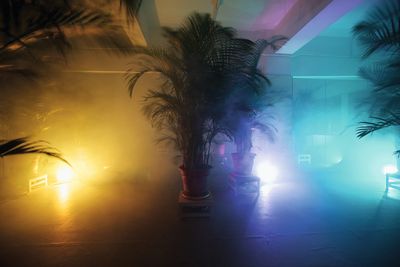 Trevor Leung, Mr. Butterflies (2012). Dypsis lutescens (butterfly palm), fog machine, LED light, rotator, metal stand, dimensions variable.