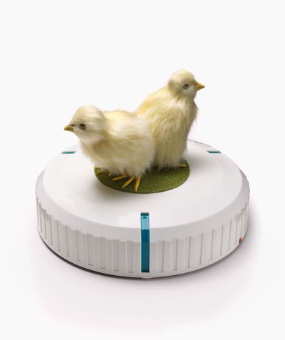 Cao Fei, Rumba I: Incubator__(2017) (For Parkett 99) (2017). Mini vacuum cleaning robot, two synthetic chicks.