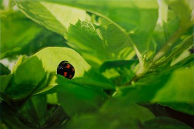 Huang Chia-Ning, Ladybug (2021). Oil on canvas. 106 x 160 cm.