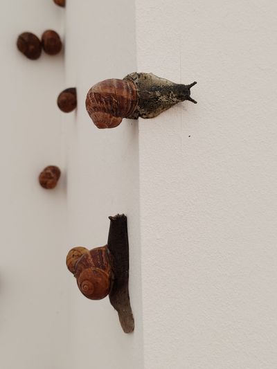 Resin snails by Patrick Goddard at Frieze London 2023.