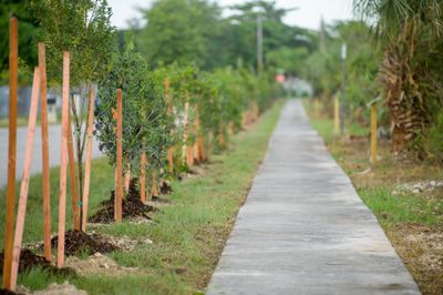 Ekene Ijeoma, Black Forest, Florida (Miami Dade) (2023).