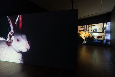 由左至右：许哲瑜，《编号314》，2020；《一只绿头鸭的不寻常死亡》，2020。展览现场："许哲瑜：不寻常的某日"，Vanguard Gallery，上海（2020年11月7日至12月31日）。图片提供：Vanguard Gallery。