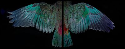 Fiona Pardington, Davis Kea Wings (above) (2015). Archival inkjet print on gessoed substrate or hahnemuhle paper. 825 x 1100 mm. Courtesy the artist and Starkwhite.