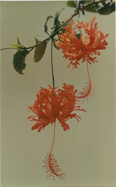 Yinxian Wu, Chinese Hibiscus (1977). Chromogenic colour print. 16.8 x 27.2 cm. Courtesy Lévy Gorvy.