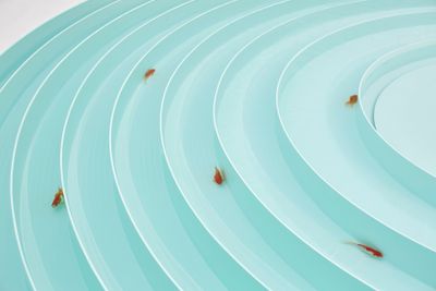 An artwork by Ahn Kyuchul features a circle of concentric tracks, through which water is placed and goldfish swim.