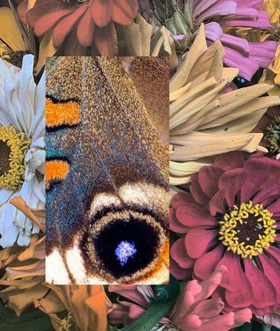Closely cropped imagery of flowers is overlaid with an image of a butterfly's wing.