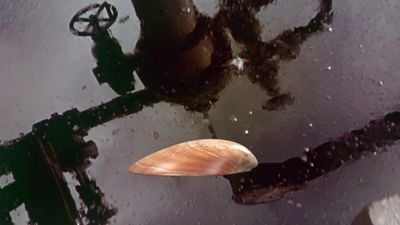 An image of a shell is overlaid on another that shows the surface of slick black oil.
