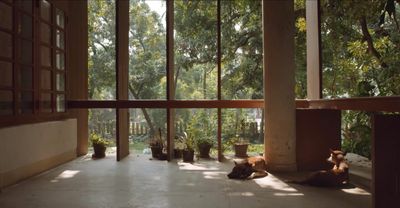 A still from a video captures a patio, upon which stray dogs are sitting, overlooking a tropical garden.