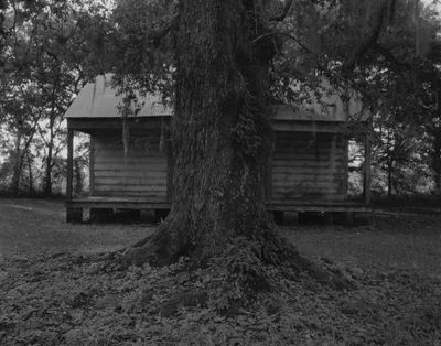 A black and white photograph of a wooden home is concealed in part by a lichen-covered tree that stands in front of it.