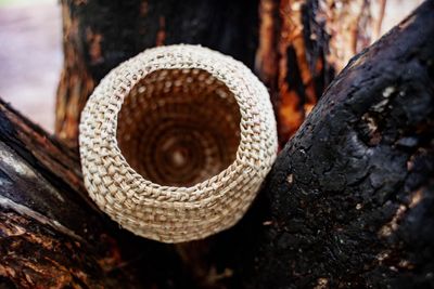 Kylie Caldwell, Woven Vessel nesting in paperbark tree (2021). © Casino Wake Up Time.