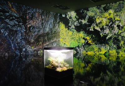 Herwig Scherabon, Not Really Now Not Anymore (2021). 2-channel audiovisual installation, ecosystem with plants and moss. Duration 7.48 min. Augmented reality animation and sound. Duration 2 min. Exhibition view: Thailand Biennale, Korat (18 December 2021–31 March 2022).