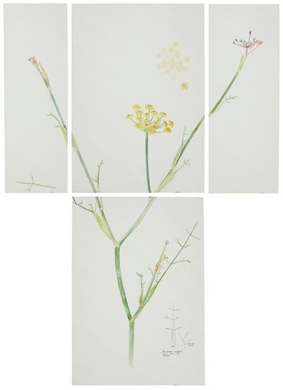 Cecilia Edefalk, FÄNKÅL, Fennel, Foeniculum vulgare (1979). Watercolour on paper, four parts. 31.3 x 10.3 cm; 3.3 x 22.2 cm; 31.3 x 22.2 cm; 31.3 x 11.5 cm.