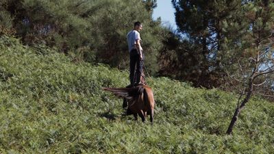 Yalda Afsah, CURRO (2023) (film still).