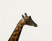 Giraffe by Andrew Grassie contemporary artwork painting